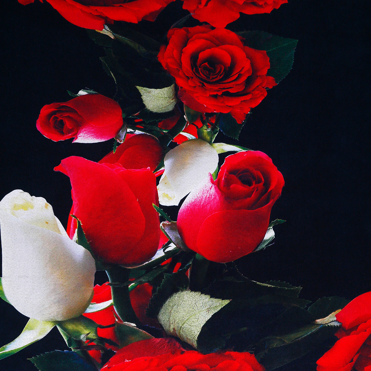Fiery Red Rose 5